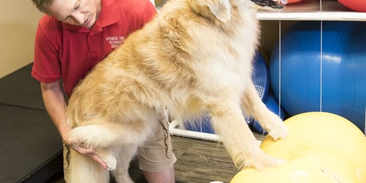 The Importance of Responsible Adoption: How You Can Help Save a Dog’s Life