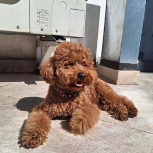 Daisy