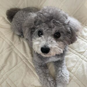 Teddy