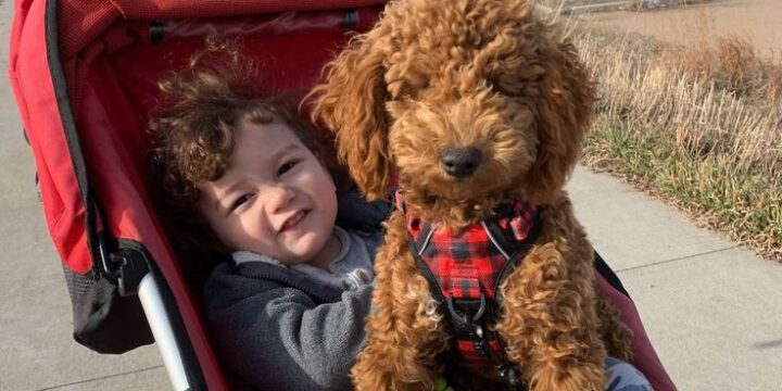 Why Poodles Are Among the Most Overlooked Yet Most Rewarding Rescue Dogs